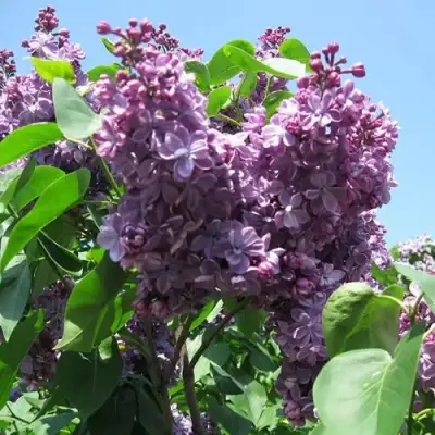 Сирень ВИОЛЕТТА в Горках