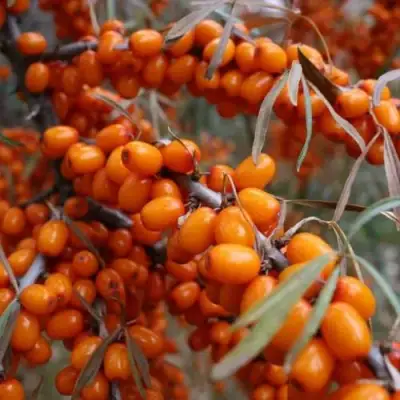 Облепиха ВОРОБЬЕВСКАЯ в Горках