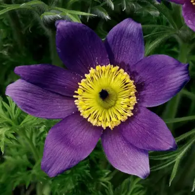 Прострел ПИНВИЛ БЛЮ ШЕЙДЕС в Горках