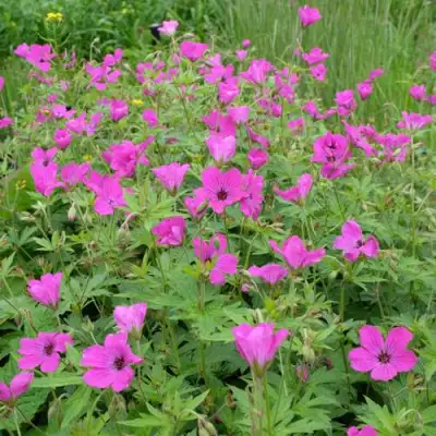 Герань РЕД АДМИРАЛ гибридная в Горках