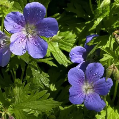 Герань БРУКСАЙД гибридная в Горках