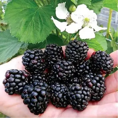 Ежевика РУБЕН ремонтантная  в Горках