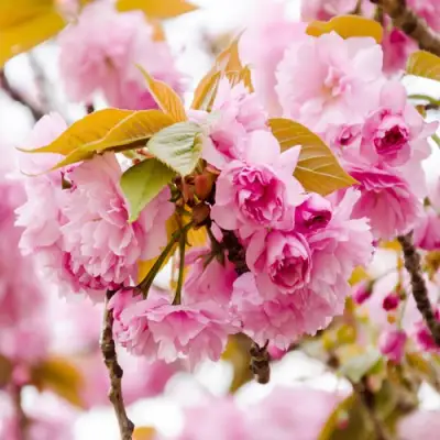 Сакура КАНЗАН в Горках