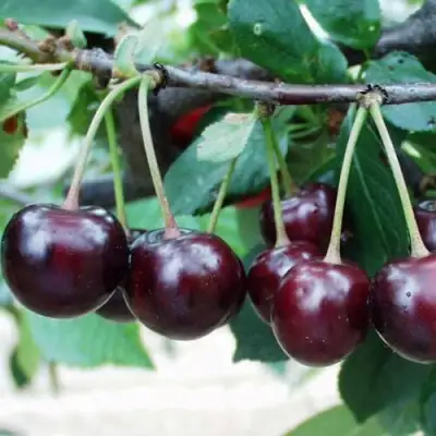 Вишня Морозовка