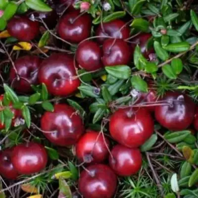 Клюква БЕН ЛИР в Горках