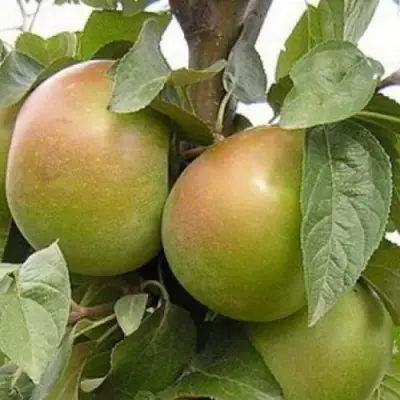 Яблоня БЕЛАНА в Горках