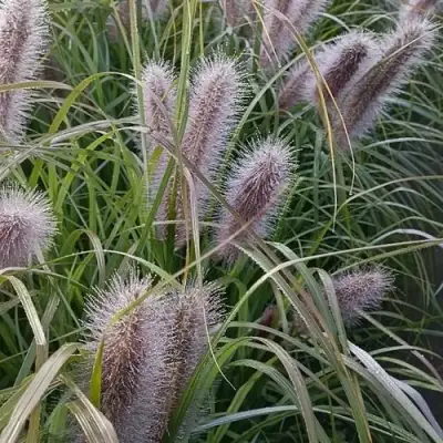 Пеннисетум БЛЭК БЬЮТИ в Горках