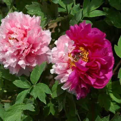 Пион ДВЕ СЕСТРЫ древовидный в Горках