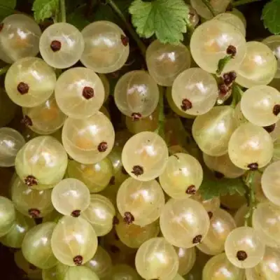 Смородина белая СМОЛЬЯНИНОВСКАЯ в Горках