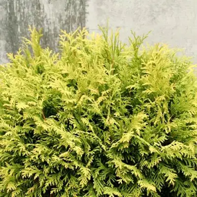 Туя ГОЛДЕН ГЛОБ западная в Горках