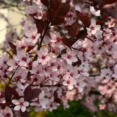 Слива НИГРА растопыреная в Горках