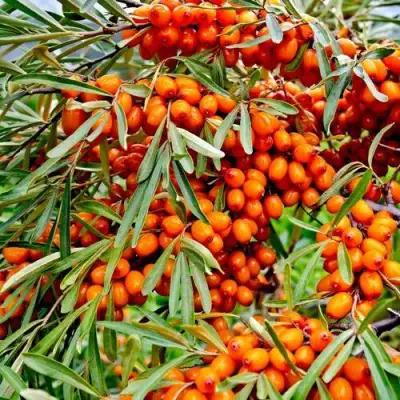 Облепиха ДЖЕМОВАЯ в Горках