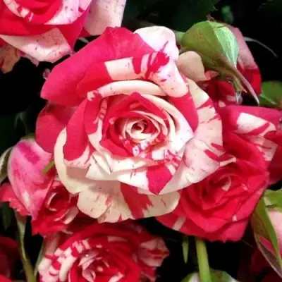 Роза ФАЙЕР ВОРКС миниатюрная в Горках