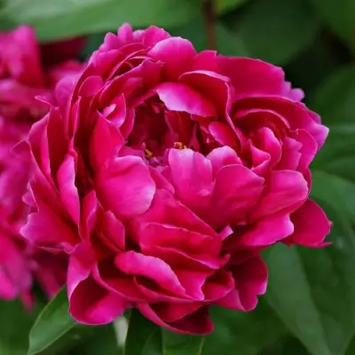 Пион ЛУИ ВАН-ГУТТ травянистый в Горках