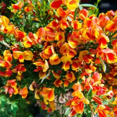 Ракитник АНДРЕАНУС в Горках