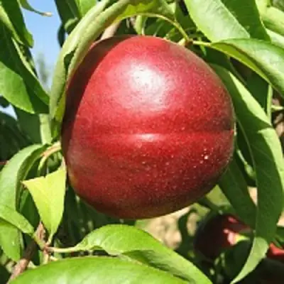 Нектарин ФАНТАЗИЯ в Горках