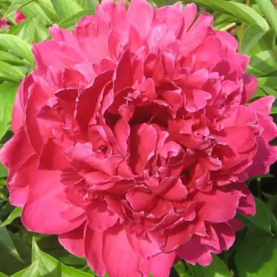 Пион ПУРПУРНЫЙ ФЕНИКС травянистый в Горках