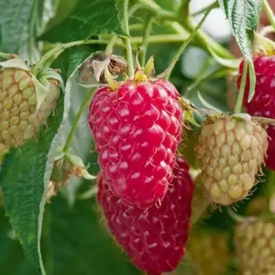 Малина МАРАСТАР в Горках