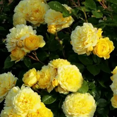 Роза АНИ ДЮПРЕЙ флорибунда в Горках