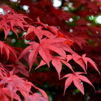 Клен гиннала  в Горках