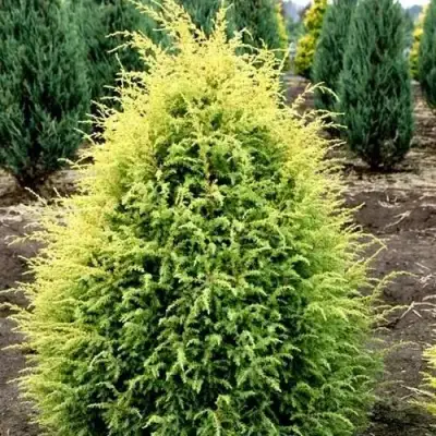 Можжевельник ГОЛД КОН обыкновенный в Горках