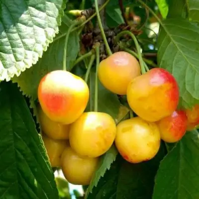 Черешня ЯНТАРНАЯ в Горках