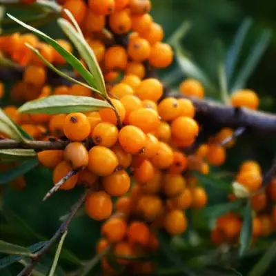 Облепиха МОСКОВСКАЯ ПРОЗРАЧНАЯ в Горках