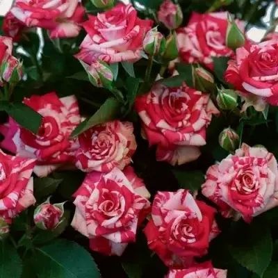 Роза ФАЙЕР ВОРКС миниатюрная в Горках