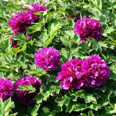 Пион ОРНАМЕНТ древовидный в Горках