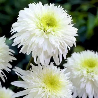 Нивяник ФИОНА ГОГХИЛЛ великолепный в Горках