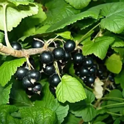 Смородина чёрная ВЕЛОЙ (ЛЕНИНГРАДСКАЯ СЛАДКАЯ) в Горках