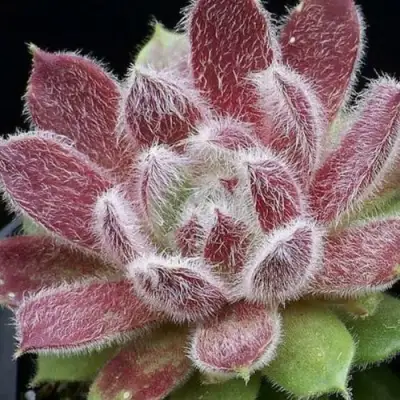 Молодило ТАРАНТУЛА в Горках