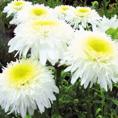 Нивяник ФИОНА ГОГХИЛЛ великолепный в Горках