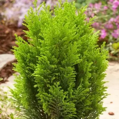 Кипарисовик ЭЛВУДИ ГОЛД лавсона в Горках