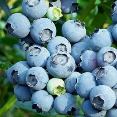 Голубика ПУРУ в Горках