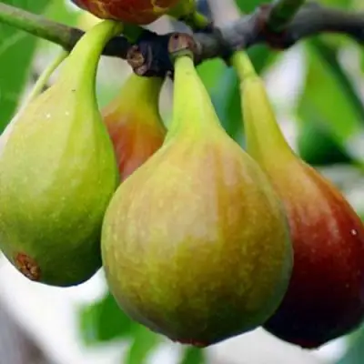 Инжир ДАЛМАТСКИЙ в Горках