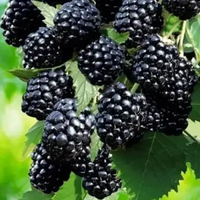 Ежевика АПАЧИ бесшипная  в Горках