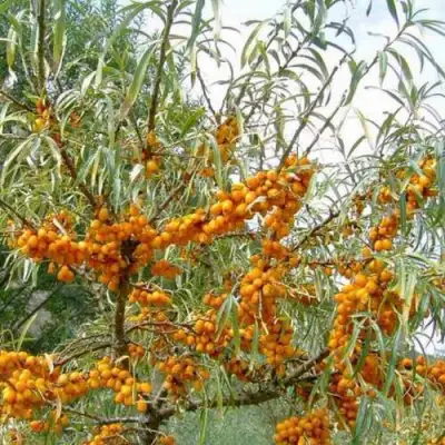 Облепиха ДАР МГУ в Горках