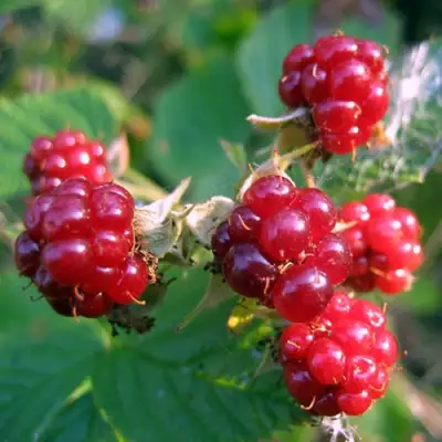 Княженика АСТРА в Горках