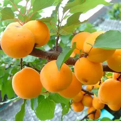 Абрикос ОРИГИНАЛ в Горках