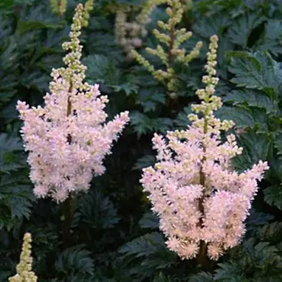 Астильба ЛИЛИПУТ курчавая в Горках