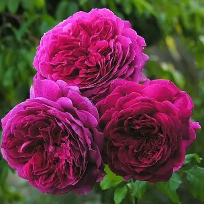 Роза КЕЙТ английская в Горках