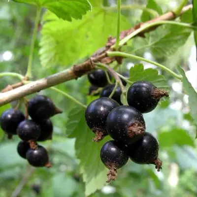 Смородина чёрная ШАРОВИДНАЯ в Горках