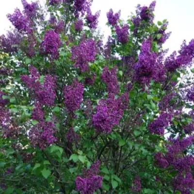 Сирень СУМЕРКИ в Горках