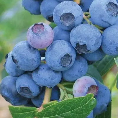 Голубика ЭРЛИБЛЮ в Горках