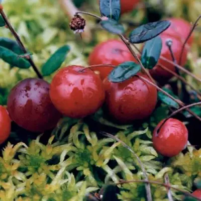 Клюква МАК ФАРЛИН в Горках