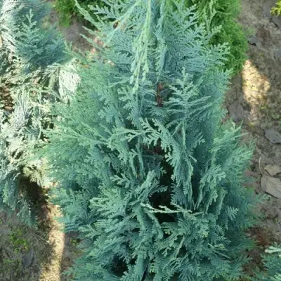 Кипарисовик КОЛУМНАРИС лавсона в Горках