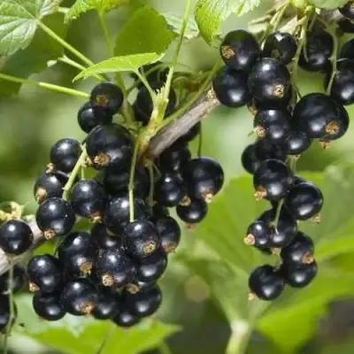 Смородина чёрная ВОЛШЕБНИЦА в Горках