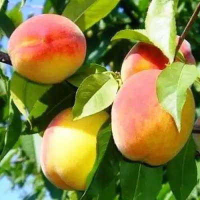 Персик ПАМЯТЬ ЛОЙКО в Горках