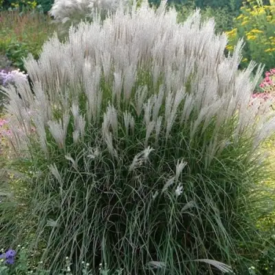 Мискантус КЛЯЙН СИЛЬБЕРСПАЙН китайский  в Горках